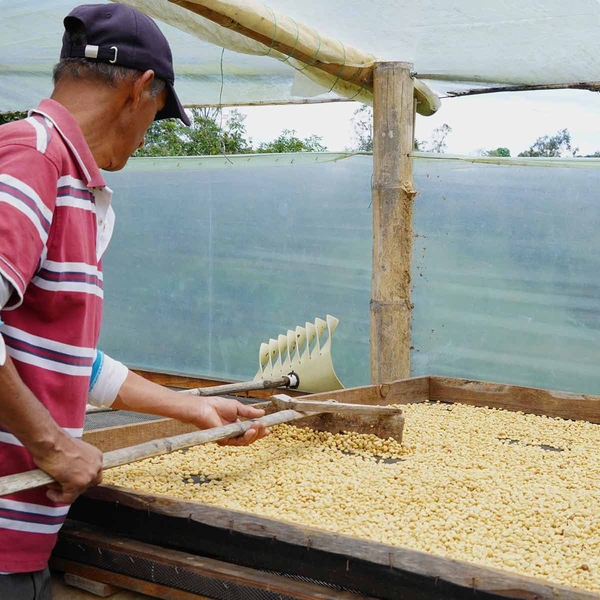 Colombia Cajibio Organic kaffe 2025