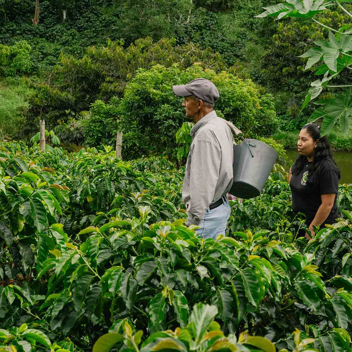 Colombia Cajibio Organic kaffe 2025