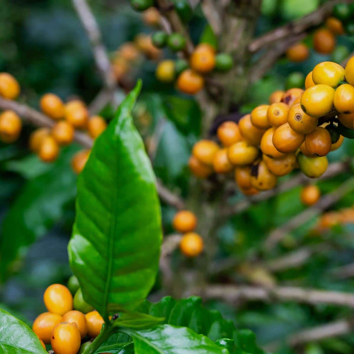 Colombia Cajibio Organic kaffe 2025