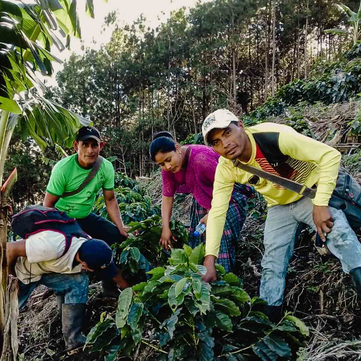 Guatemala Maya Organic kaffe 2025