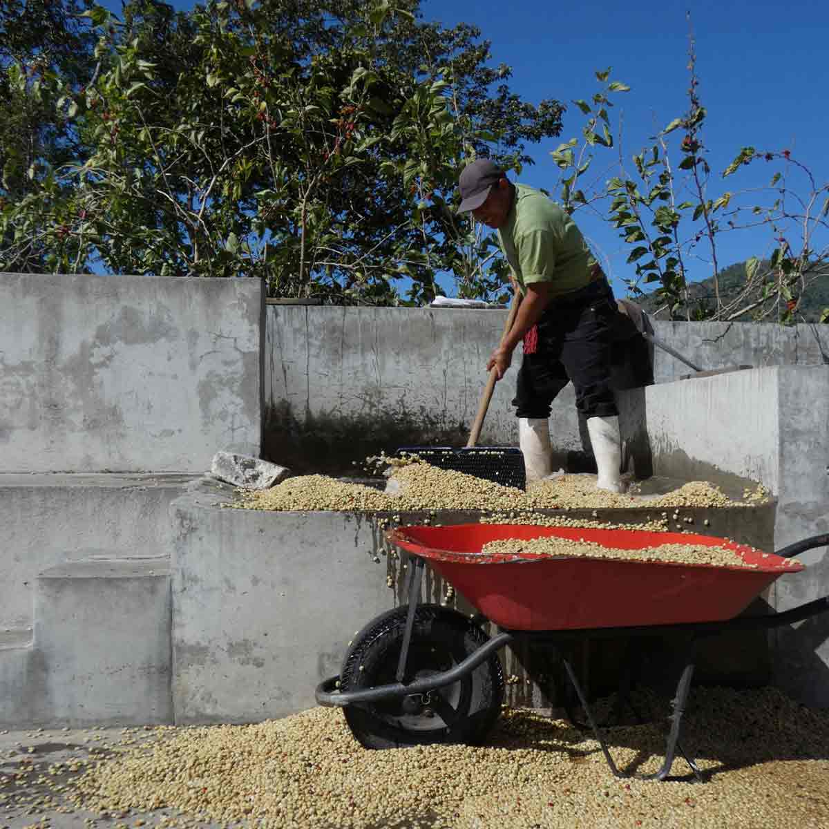 Guatemala Maya Organic kaffe 2025