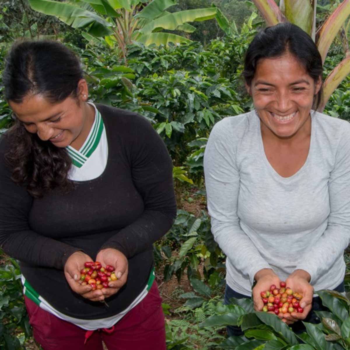 Peru Cedros Organic kaffe 2025