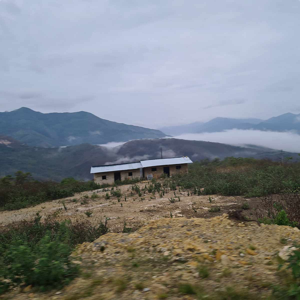 Peru Cedros Organic kaffe 2025